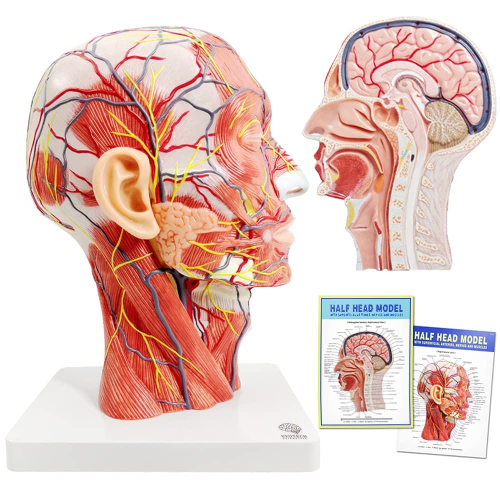 EVOTECH SCIENTIFIC Medical Education Model: Hemicephalic Superficial Nerve, Vascular, and Muscular Tissue Model - Anatomically Detailed Skull, Human H