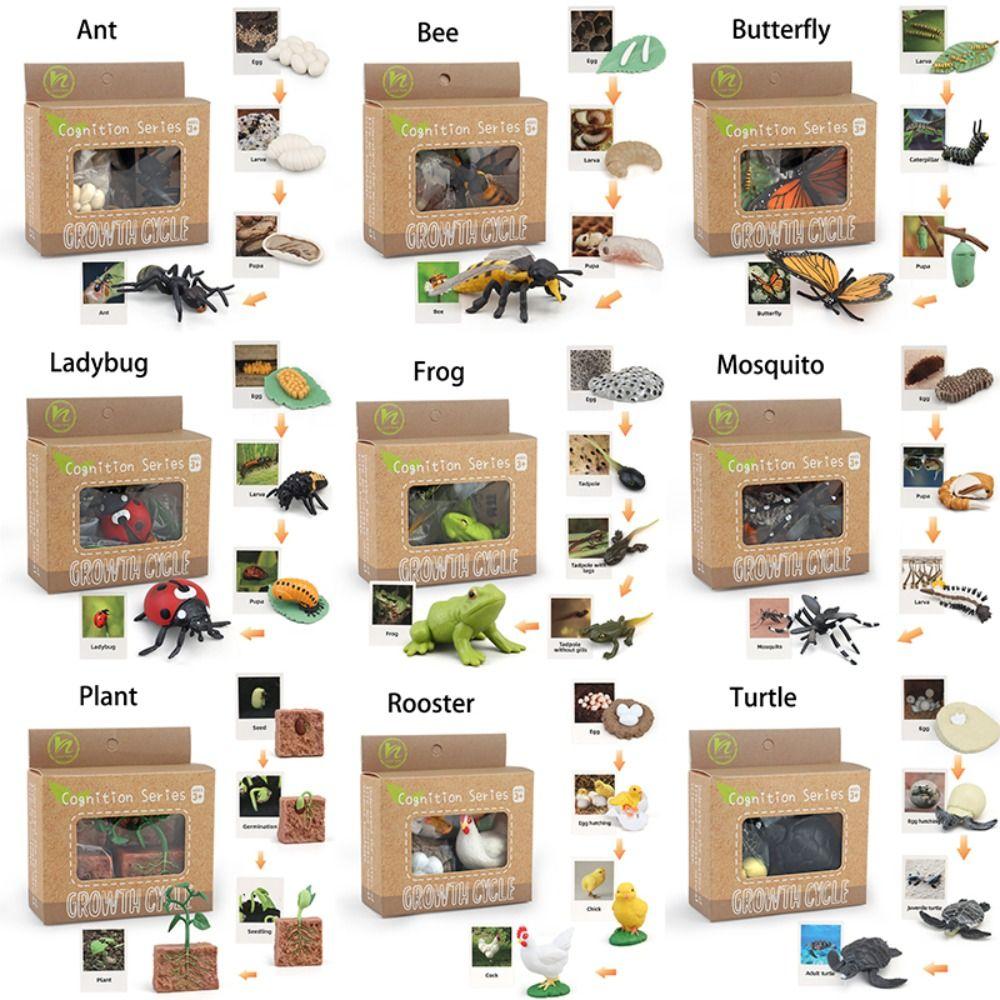 Cycle Figurine Animal Life Cycle Children Toys Simulation Plant Model Animal Growth Cycle Model