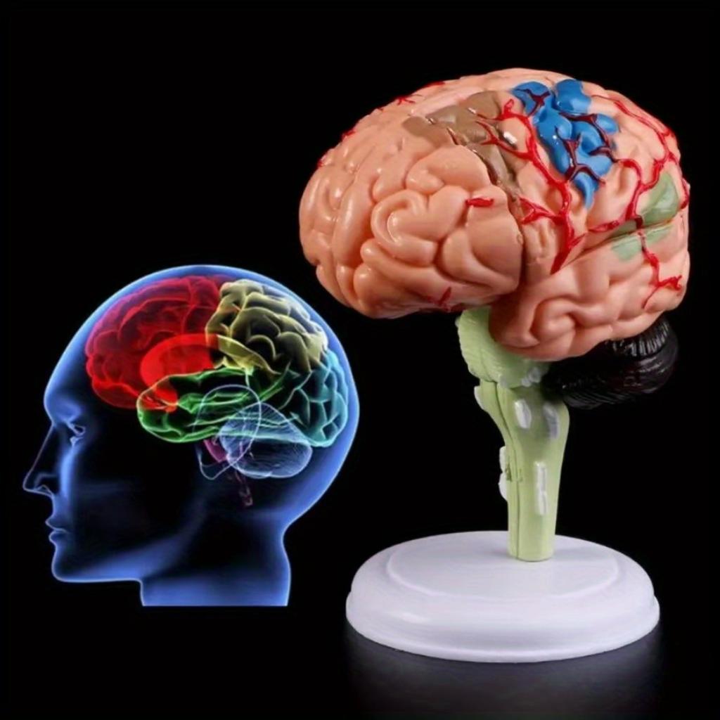 1PC 4D Disassembled Anatomical Human Brain Model Anatomy Medical Teaching Tool Statues Sculptures Medical School Use