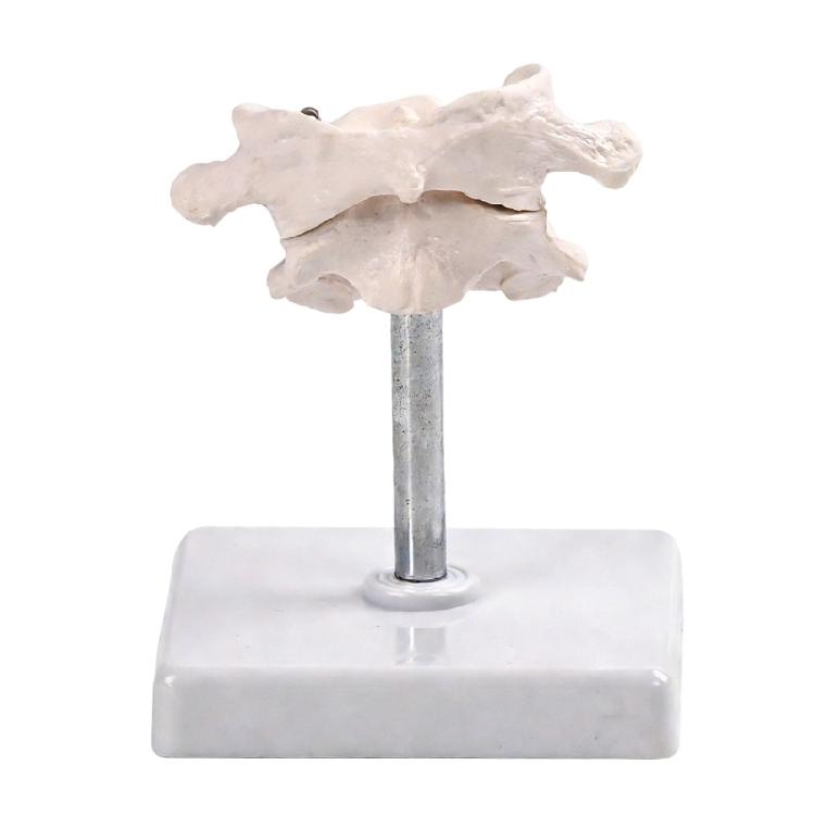 Accurate Human Occipital Bone Model For Clinical Training Features Rotation Capability And Quality PVC For Durability