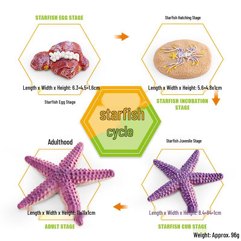 Animal Growth Cycle Models: Chicken, Duck, Goose, Butterfly, Turtle, Frog Montessori Teaching Figurines