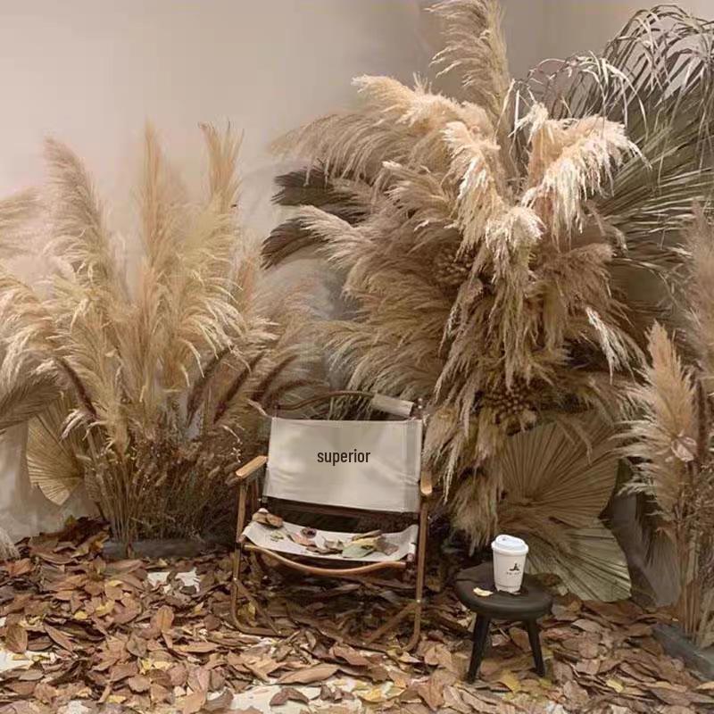 Large Dried Pampas Reed for Decoration in Clothing Stores, Windows, or Weddings