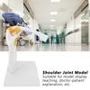 1:1 Life-Size Human Anatomy Shoulder Joint Model Shoulder Blade Model with Ligaments