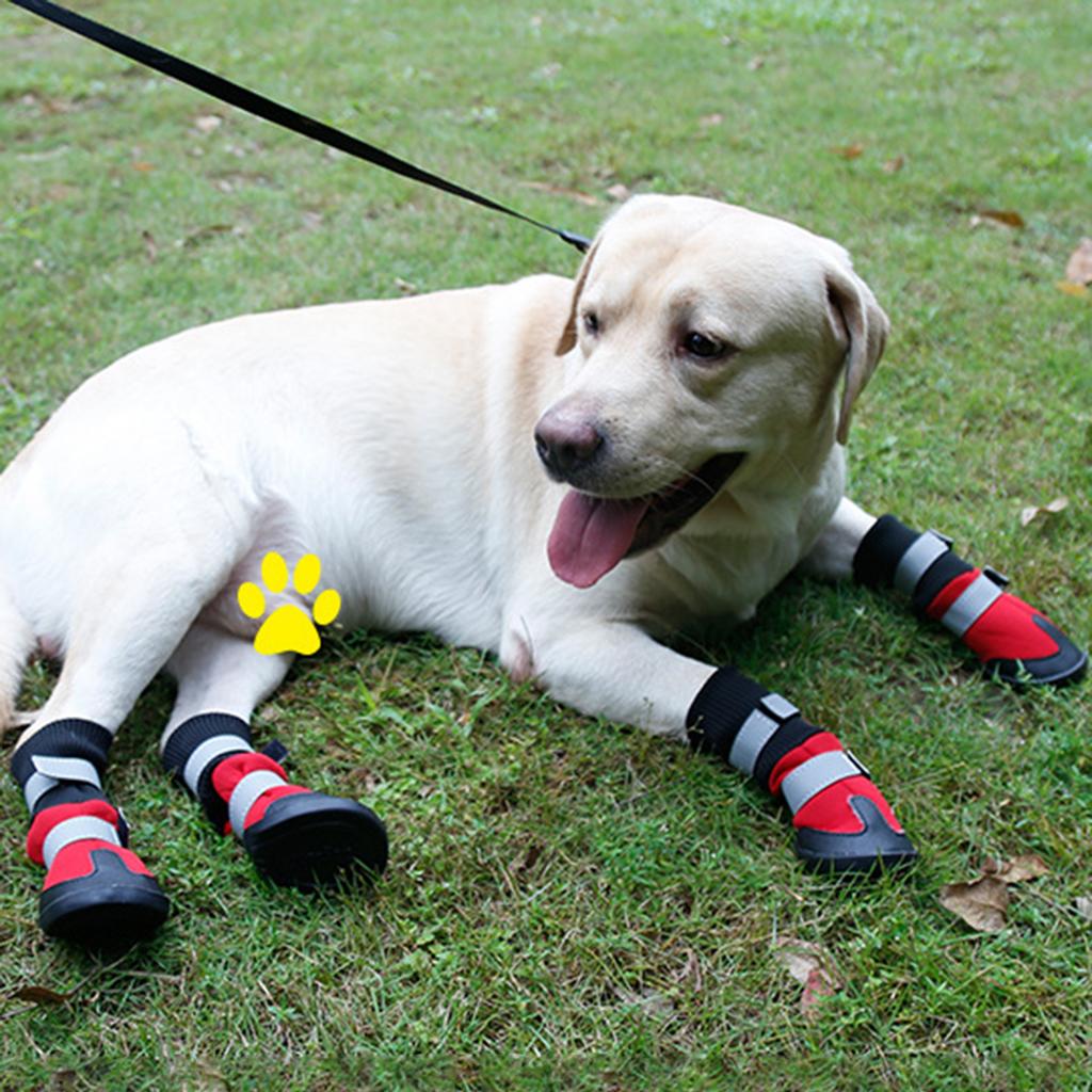dog paw boots