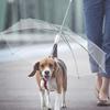 Dog Walking Umbrella Transparent Umbrella Adjustable Pet Umbrella Rainy Day Dog Walking Leash