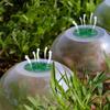 10pcs Adjustable Garden Cloches Bell Plant Protectors Reusable Humidity Domes for Plant Growth Protection