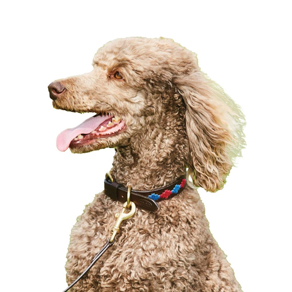 Weatherbeeta Polo-Hundehalsband aus Leder