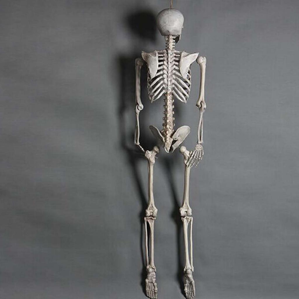 Halloween Skelett Ornament 65 Zoll Ganzkörper Bewegliche Gelenke Skelette Lebensechtes Modell für