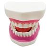 Model de Predare Periaj Dentar cu Periuță de Dinți Mare Model Standard de Ață Dentară Model Normal de Dinți Practică Stomatologică Model de Predare pentru Training