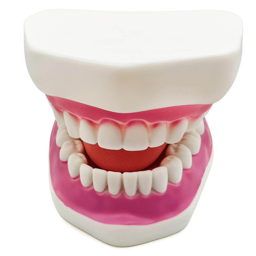 Teaching Dental Brushing Model with Big Toothbrush Standard Flossing Teeth Model Normal Dentist Practice Training Teaching Model