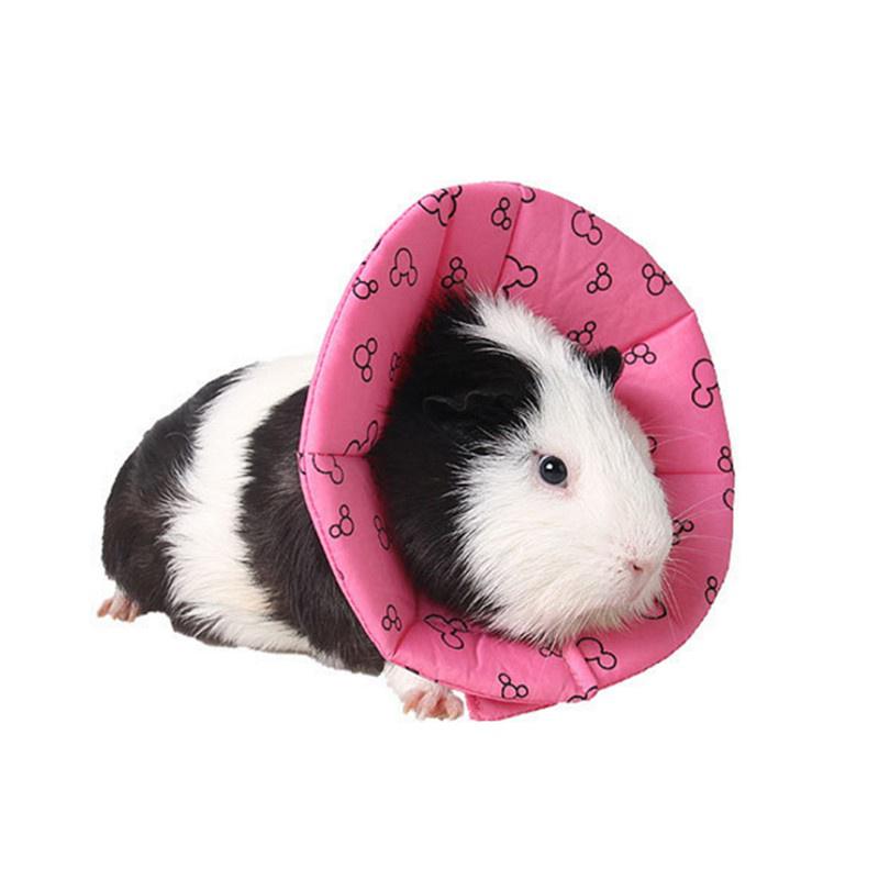 guinea pig collar