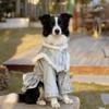 Kleding en schoenen – Jassen voor honden