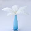 10Pcs Natural White Ostrich Feathers 10-15cm 15-20cm 25-30cm 30-35cm Wedding Party Home Decoration Ostrich Plumes Craft Supplies
