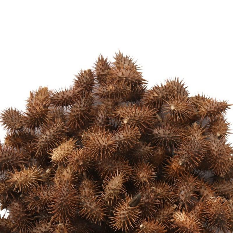 Donguihanjae Roasted Dokkomari Changja, 500g, 1 piece