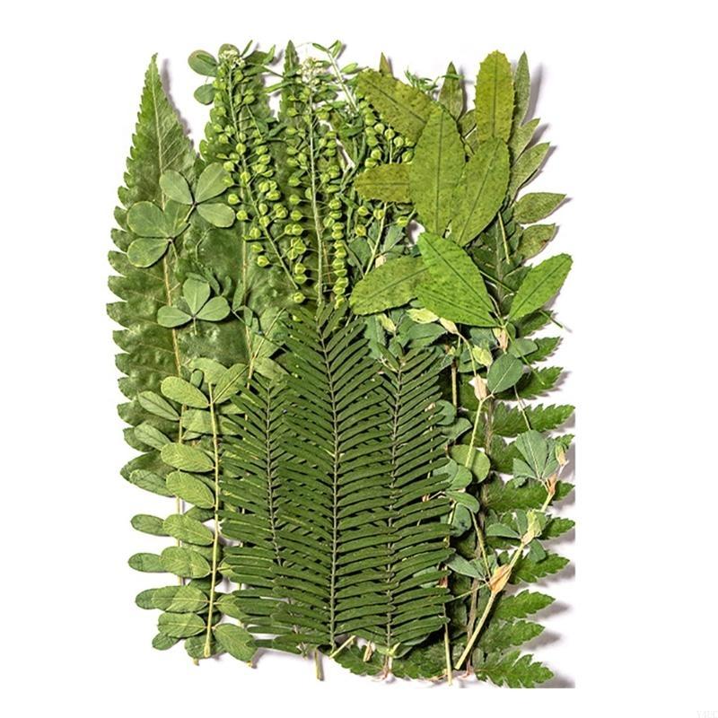 35Pcs Natural Pressed Dried Leaves Set For Candle Making Jewelry Making Art Craft Bookmarks Crafting Scrapbooking