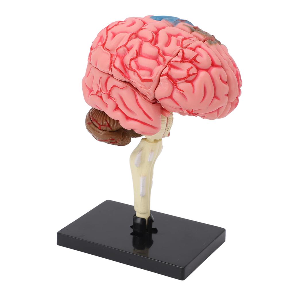 Gehirnmodell Neuroanatomie Struktur Lehrmittel Menschliches Gehirn Anatomisches Modell mit Basis für Bildung Ausstellung