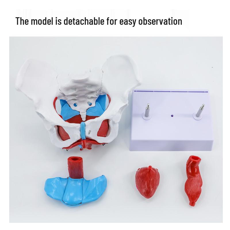 Female Pelvis and Pelvic Floor Model for Midwifery and Childbirth Education