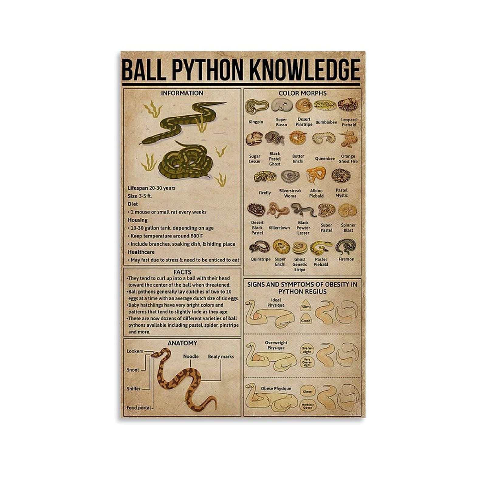 Veidsuh Ball Python Knowledge Retro Vintage Tin Sign Metal Sign Decoration Metal Poster Plaque for Bar Cafe Club Garage 20x30cm(7.8x11.8inch)