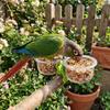 With Clip Bird Cage Feeder Transparent Pet Bird Feeder Parrot Food Bowl  Small Pet Bird