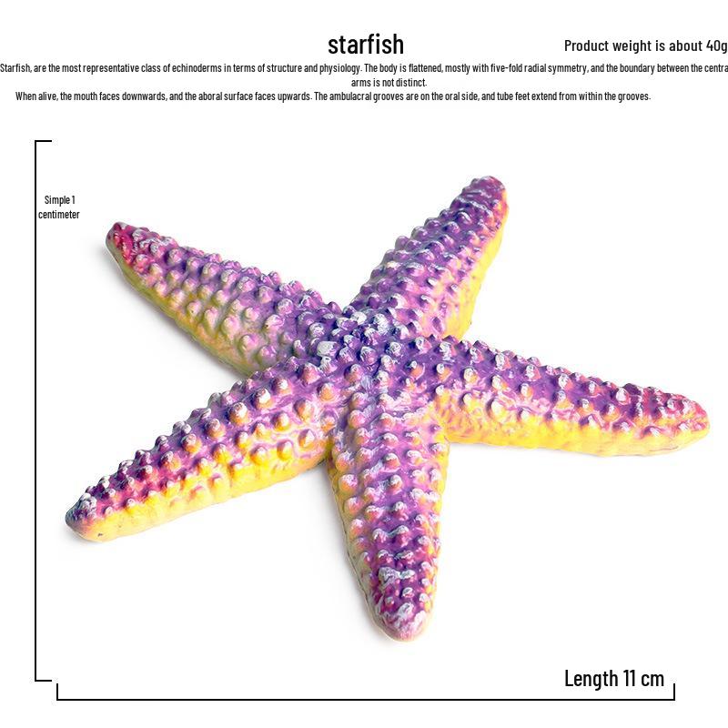 Kids Science Beach Toys: Starfish Marine Animal Models
