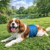 Atmungsaktive Netz-Physiologische Hose für Rüden Auslaufsicher Hohe Saugfähigkeit Hundewindelhöschen Anti-Belästigung Unifarben