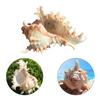 2/3/5PCS Sea Shell Plant Pot 4.7 Inch Natural Conch Air Plant Holder Seashell Decor Planter Flower Container Art Craft for Home