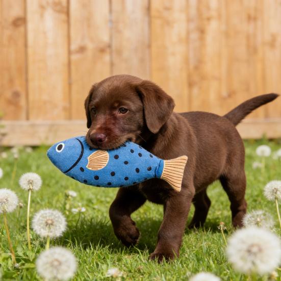 Plush Pet Chew Toy Squeaky Fish Interactive Cat Kicker Toy Soft Stuffed Animals Teething Toy for Indoor Dogs Cats And Kittens