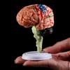 4DMaster 4D Human Anatomy Model Brain Structure Medical Puzzle Assembly Model for Education
