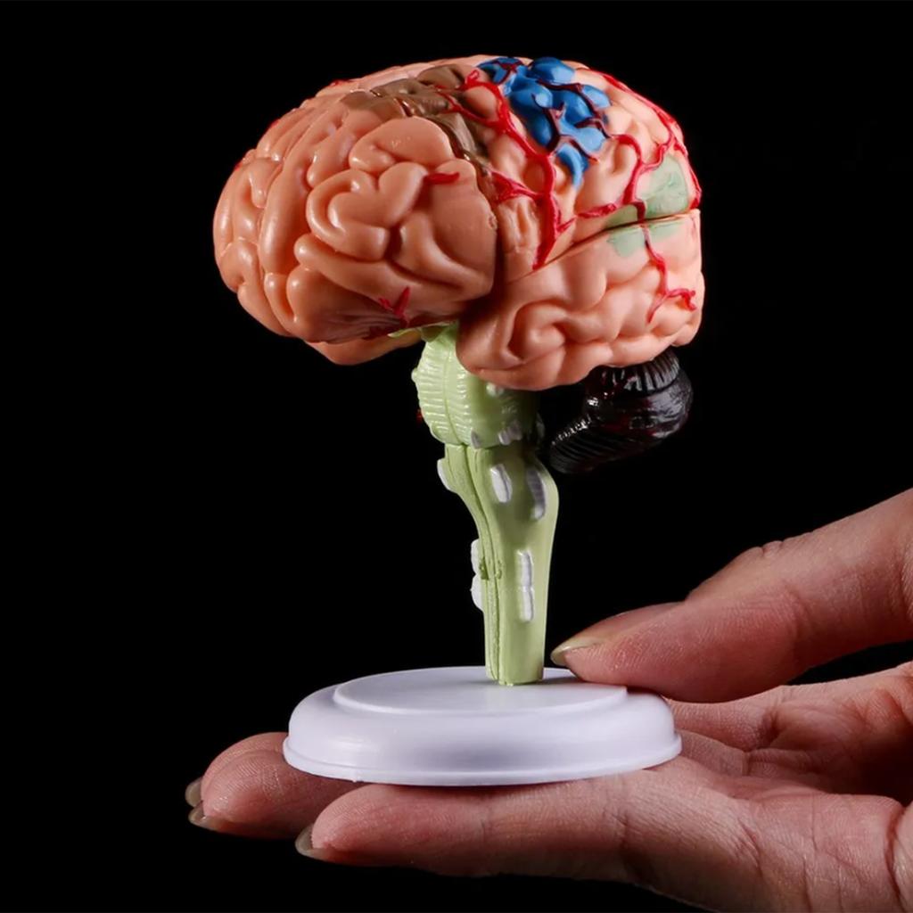 4DMaster 4D Human Anatomy Model Brain Structure Medical Puzzle Assembly Model for Education