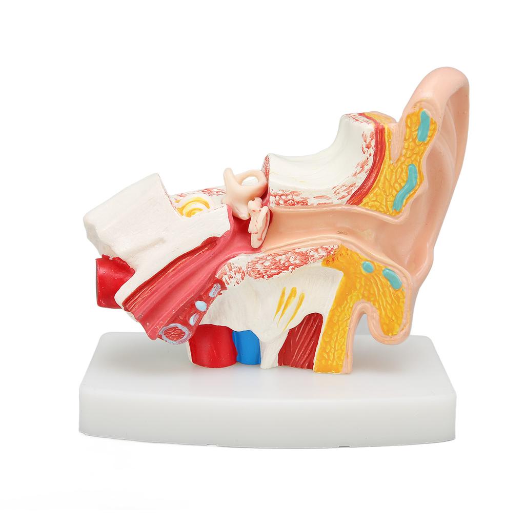 Human Ear Anatomical Model Clear Structure Simulation Inner Ear Model for Education Display