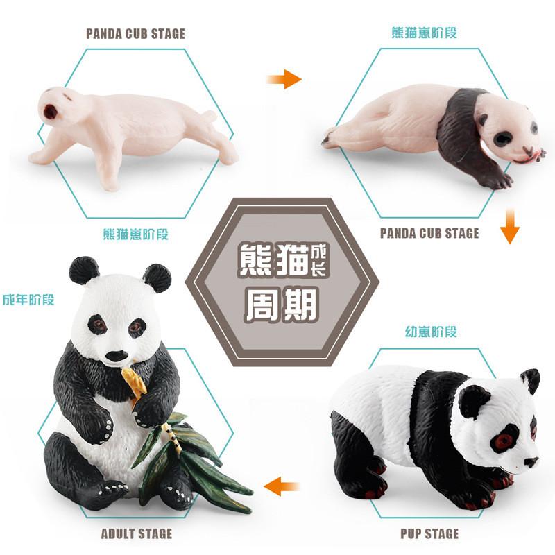 Educational Panda Growth Cycle Static Model Toy For Kids Realistic Pvc Figures