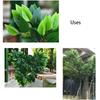 Plant Not Easy Deform Home Decor Artificial Leaf Fake Flower Simulation Banyan Engineering Modeling