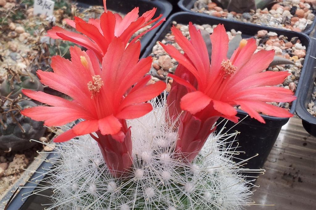 SAFLAX Garden In the Bag - Mammillaire Mix - 40 Seeds - With Substrate In a Fitting Stand Up Bag - Mammilaria Mix