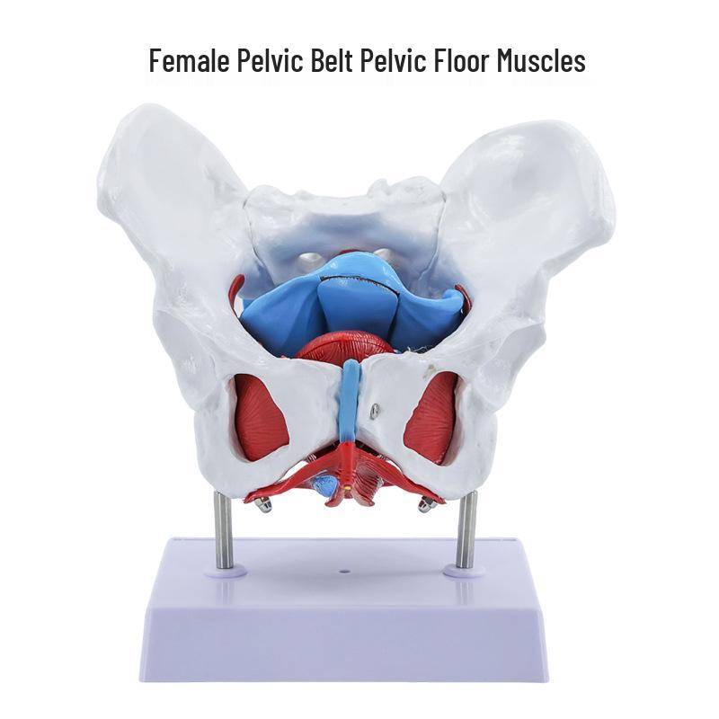 Female Pelvis and Pelvic Floor Model for Midwifery and Childbirth Education