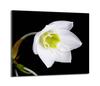 Placa protectora de cristal para vitrocerámica 60x52 Orquídea