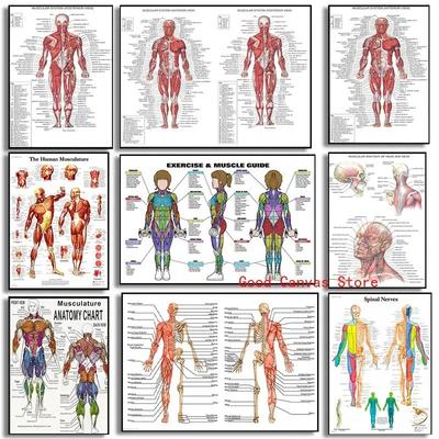 Muscular System Posters Anatomy Chart Human Body Canvas Painting Print Wall Art School Medical Educational Supplies