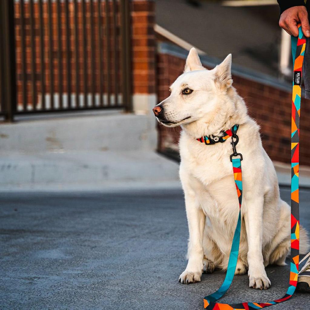 WOLFGANG ShatterShapes Leash Width X Length 122cm for Medium and Large (Medium Size) 2.5cm [Leash Dogs]