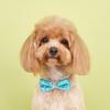 Haustier-Pailletten-Bowknot-Halsband, verstellbar, leicht, süß, niedlich, Katze, kleiner, mittelgroßer Hund, Welpe, Halskette, Heimtierbedarf