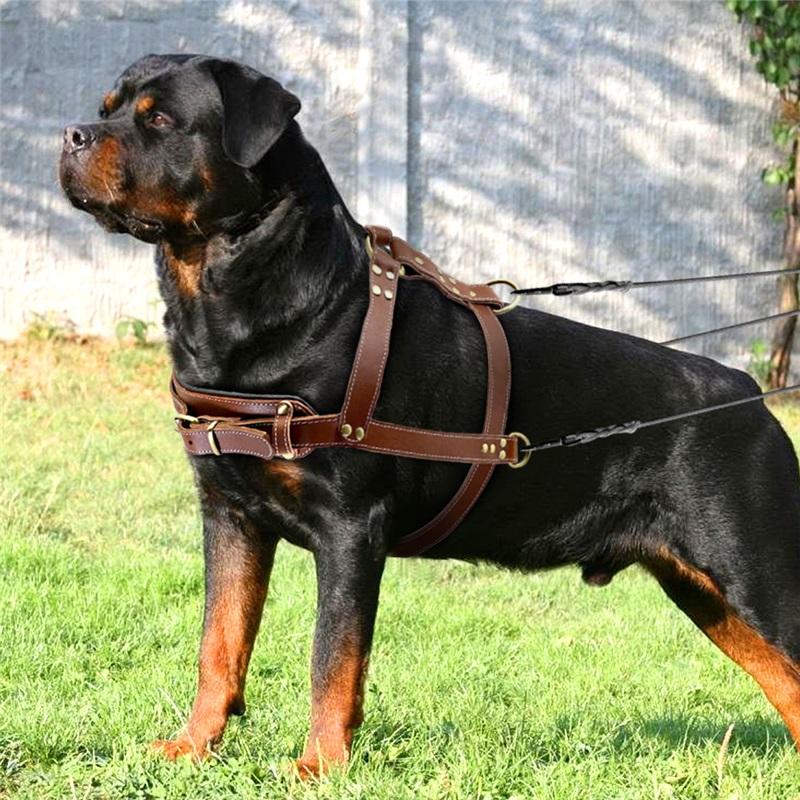 Miękka Skórzana Uprząż dla Psa Brązowa Skóra Naturalna Uprzęże Regulowane dla Pitbulla Alaskana Spacer Trening