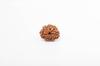 Natural 8 Mukhi Rudraksha Bead – Nepali Origin | Spiritual Bead for Obstacles Removal, Success & Protection | Organic & Lab Certified