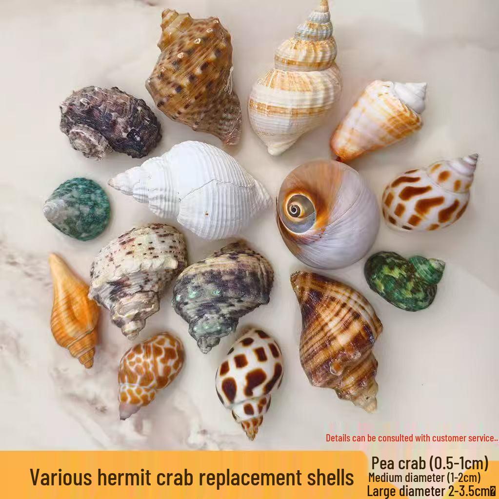 Natural Conch Seashells for Hermit Crabs - Free Shipping, Aquarium Decorations, Water Hardness Regulator