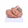 Modèle de Structure du Cerveau Humain Éducatif Démontable Réaliste pour Étudiants en Médecine,