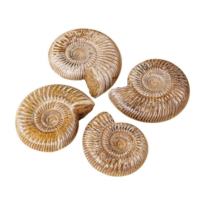 Natürliche weiße Ammoniten-Fossil-Muschel Pädagogisches Geschenk für Kinder