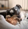Briar Root Chew 4DOGS Size S