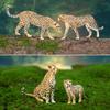 TOYMANY 8-Piece Cheetah Figure Set, Wild Animal Figure Model for Parent and Child, Realistic Model, Popular Toy, Birthday Gift, Christmas, New Year's