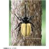 Takara Tomy Ania AS-41 Gohon Tsuno Beetle Toy for Dinosaurs and Insects Ages 3 and Up