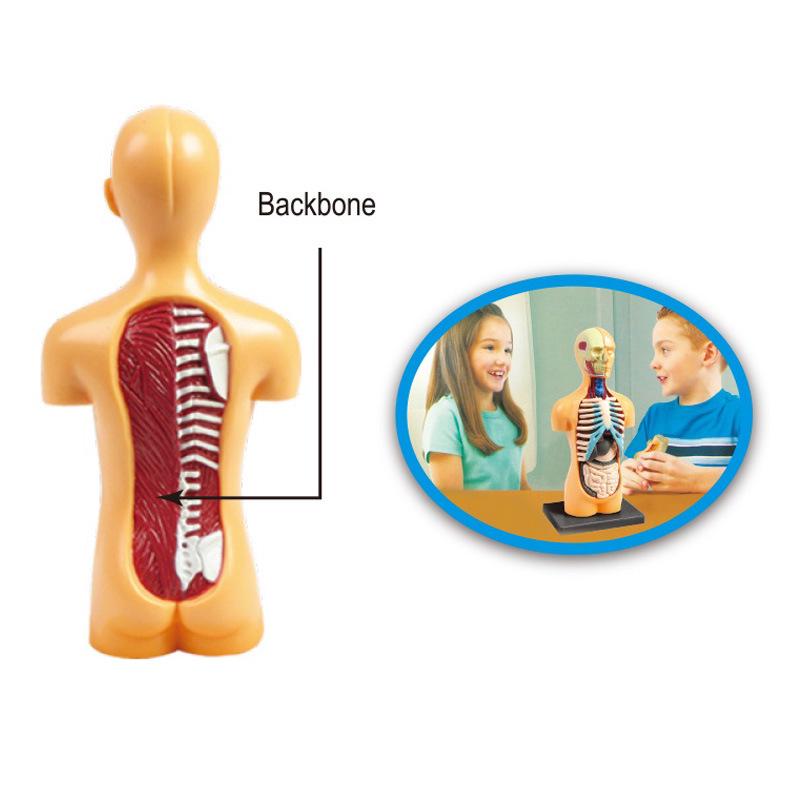 STEM Human Skeleton Model - Children's Educational Toy for Scientific Exploration