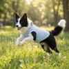 Soft Dog Cooling Vest Round Neck Dog Sunscreen Vest Fashion Pet Striped T-Shirt  Home Clothes