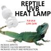 Reptile – Terarii pentru reptile