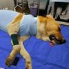 Waterproof Pet Transport Stretcher 6 Handles Dog Carrier Stretcher  Rescue Tool